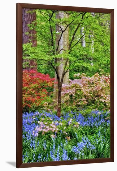 Blooming Azaleas and Bluebell Flowers, Winterthur Gardens, Delaware, USA-null-Framed Photographic Print