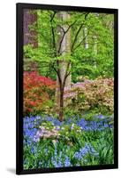 Blooming Azaleas and Bluebell Flowers, Winterthur Gardens, Delaware, USA-null-Framed Photographic Print