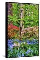 Blooming Azaleas and Bluebell Flowers, Winterthur Gardens, Delaware, USA-null-Framed Stretched Canvas