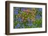 Blooming Azaleas and Bluebell Flowers, Winterthur Gardens, Delaware, USA-null-Framed Photographic Print