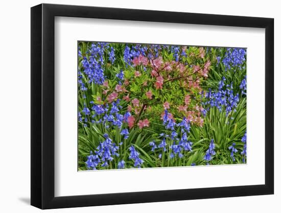 Blooming Azaleas and Bluebell Flowers, Winterthur Gardens, Delaware, USA-null-Framed Photographic Print