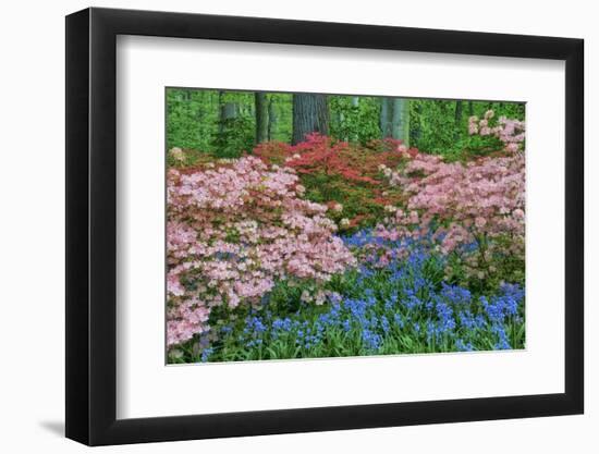 Blooming Azaleas and Bluebell Flowers, Winterthur Gardens, Delaware, USA-null-Framed Photographic Print