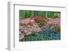 Blooming Azaleas and Bluebell Flowers, Winterthur Gardens, Delaware, USA-null-Framed Photographic Print