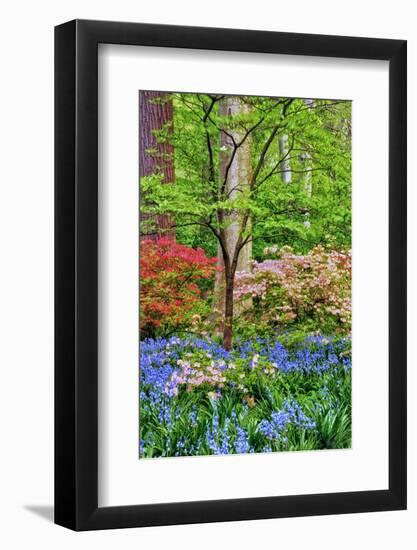 Blooming Azaleas and Bluebell Flowers, Winterthur Gardens, Delaware, USA-null-Framed Photographic Print