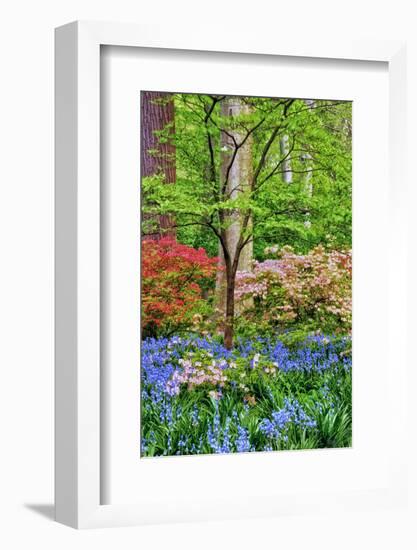 Blooming Azaleas and Bluebell Flowers, Winterthur Gardens, Delaware, USA-null-Framed Photographic Print