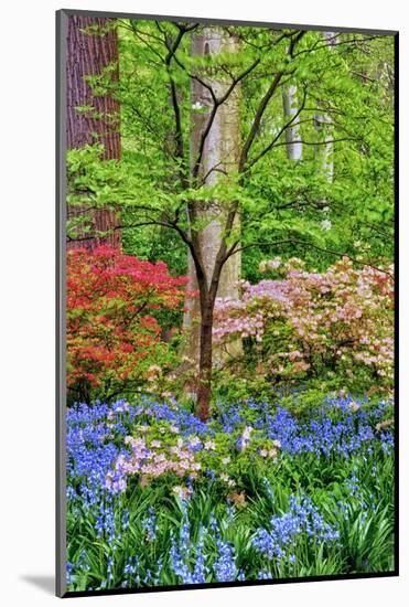 Blooming Azaleas and Bluebell Flowers, Winterthur Gardens, Delaware, USA-null-Mounted Photographic Print