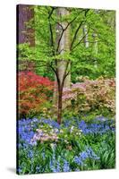 Blooming Azaleas and Bluebell Flowers, Winterthur Gardens, Delaware, USA-null-Stretched Canvas