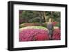 Blooming azaleas and stone lantern, Portland Japanese Garden, Oregon.-William Sutton-Framed Photographic Print