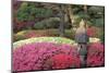 Blooming azaleas and stone lantern, Portland Japanese Garden, Oregon.-William Sutton-Mounted Photographic Print