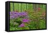 Blooming Azaleas in Forest, Winterthur Gardens, Delaware, USA-null-Framed Stretched Canvas