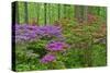 Blooming Azaleas in Forest, Winterthur Gardens, Delaware, USA-null-Stretched Canvas