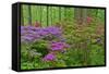 Blooming Azaleas in Forest, Winterthur Gardens, Delaware, USA-null-Framed Stretched Canvas