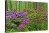 Blooming Azaleas in Forest, Winterthur Gardens, Delaware, USA-null-Stretched Canvas