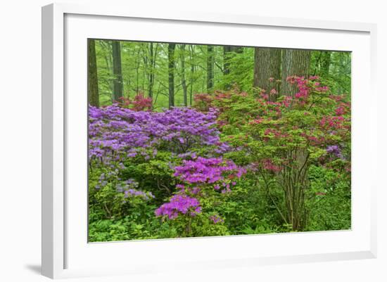 Blooming Azaleas in Forest, Winterthur Gardens, Delaware, USA-null-Framed Photographic Print