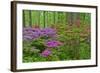 Blooming Azaleas in Forest, Winterthur Gardens, Delaware, USA-null-Framed Photographic Print