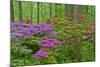 Blooming Azaleas in Forest, Winterthur Gardens, Delaware, USA-null-Mounted Photographic Print