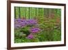 Blooming Azaleas in Forest, Winterthur Gardens, Delaware, USA-null-Framed Photographic Print