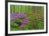 Blooming Azaleas in Forest, Winterthur Gardens, Delaware, USA-null-Framed Photographic Print