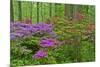 Blooming Azaleas in Forest, Winterthur Gardens, Delaware, USA-null-Mounted Photographic Print