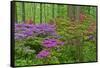 Blooming Azaleas in Forest, Winterthur Gardens, Delaware, USA-null-Framed Stretched Canvas