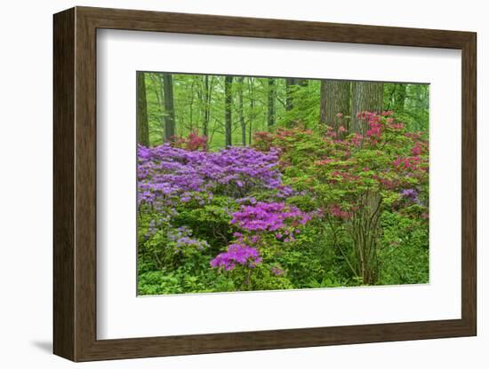 Blooming Azaleas in Forest, Winterthur Gardens, Delaware, USA-null-Framed Photographic Print