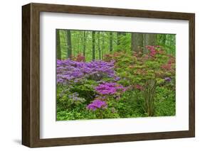 Blooming Azaleas in Forest, Winterthur Gardens, Delaware, USA-null-Framed Photographic Print