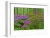 Blooming Azaleas in Forest, Winterthur Gardens, Delaware, USA-null-Framed Photographic Print