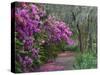 Blooming Azaleas on Middleton Plantation, South Carolina, USA-Nancy Rotenberg-Stretched Canvas