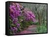 Blooming Azaleas on Middleton Plantation, South Carolina, USA-Nancy Rotenberg-Framed Stretched Canvas