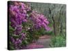 Blooming Azaleas on Middleton Plantation, South Carolina, USA-Nancy Rotenberg-Stretched Canvas