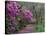 Blooming Azaleas on Middleton Plantation, South Carolina, USA-Nancy Rotenberg-Stretched Canvas