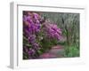 Blooming Azaleas on Middleton Plantation, South Carolina, USA-Nancy Rotenberg-Framed Photographic Print