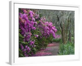 Blooming Azaleas on Middleton Plantation, South Carolina, USA-Nancy Rotenberg-Framed Photographic Print