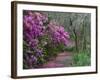 Blooming Azaleas on Middleton Plantation, South Carolina, USA-Nancy Rotenberg-Framed Photographic Print