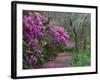 Blooming Azaleas on Middleton Plantation, South Carolina, USA-Nancy Rotenberg-Framed Photographic Print