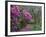 Blooming Azaleas on Middleton Plantation, South Carolina, USA-Nancy Rotenberg-Framed Photographic Print