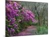 Blooming Azaleas on Middleton Plantation, South Carolina, USA-Nancy Rotenberg-Mounted Photographic Print