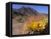 Blooming Barrel Cactus at Anza-Borrego Desert State Park, California, USA-Kymri Wilt-Framed Stretched Canvas