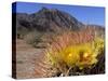 Blooming Barrel Cactus at Anza-Borrego Desert State Park, California, USA-Kymri Wilt-Stretched Canvas