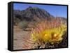 Blooming Barrel Cactus at Anza-Borrego Desert State Park, California, USA-Kymri Wilt-Framed Stretched Canvas