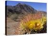 Blooming Barrel Cactus at Anza-Borrego Desert State Park, California, USA-Kymri Wilt-Stretched Canvas