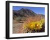 Blooming Barrel Cactus at Anza-Borrego Desert State Park, California, USA-Kymri Wilt-Framed Premium Photographic Print