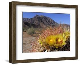 Blooming Barrel Cactus at Anza-Borrego Desert State Park, California, USA-Kymri Wilt-Framed Photographic Print