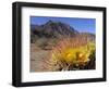 Blooming Barrel Cactus at Anza-Borrego Desert State Park, California, USA-Kymri Wilt-Framed Photographic Print