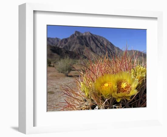 Blooming Barrel Cactus at Anza-Borrego Desert State Park, California, USA-Kymri Wilt-Framed Photographic Print