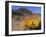 Blooming Barrel Cactus at Anza-Borrego Desert State Park, California, USA-Kymri Wilt-Framed Photographic Print