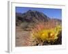 Blooming Barrel Cactus at Anza-Borrego Desert State Park, California, USA-Kymri Wilt-Framed Photographic Print