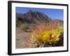 Blooming Barrel Cactus at Anza-Borrego Desert State Park, California, USA-Kymri Wilt-Framed Photographic Print