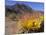 Blooming Barrel Cactus at Anza-Borrego Desert State Park, California, USA-Kymri Wilt-Mounted Photographic Print