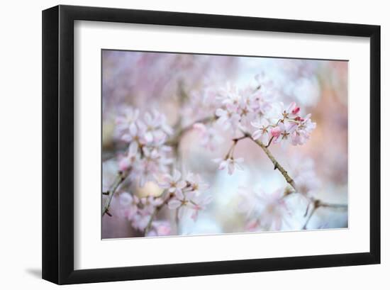 Blooming Beauty-Karin Connolly-Framed Art Print